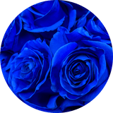 dark blue roses