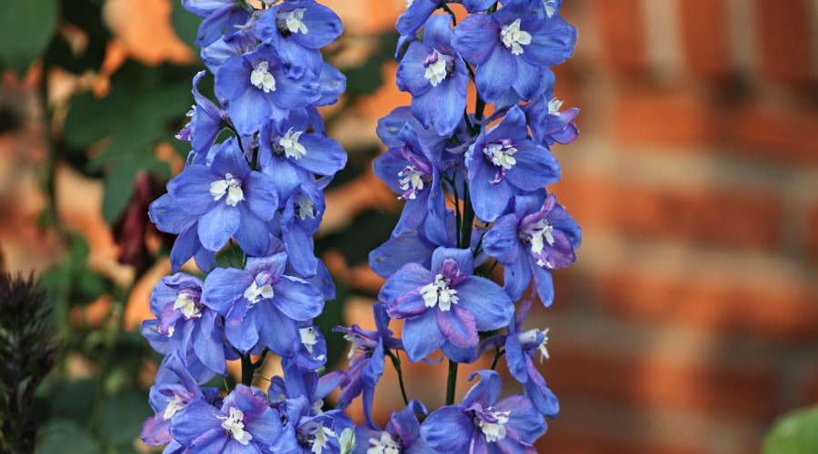 Delphinium