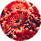 gerberas