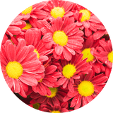 Chrysanthemums