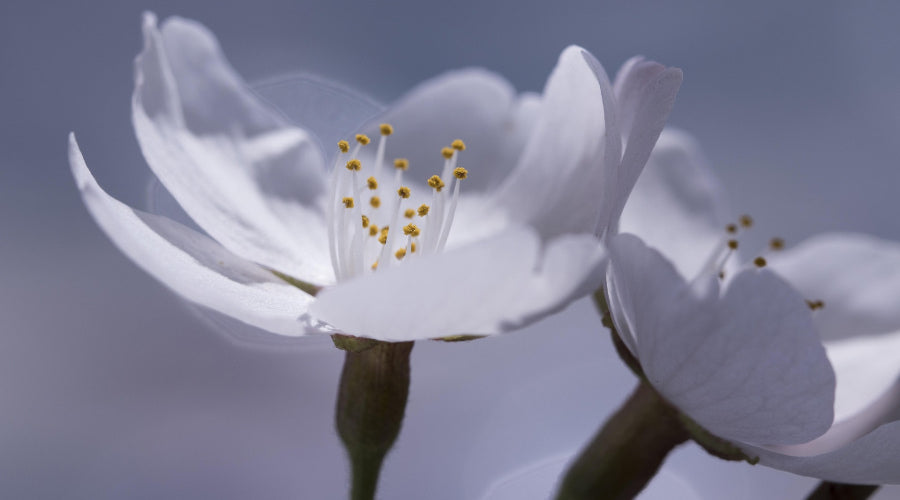 white flowers