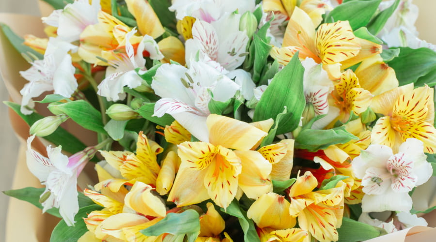 Alstroemeria Flower Meaning