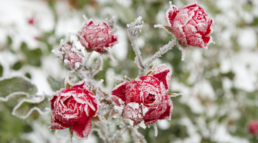 red winter flowers