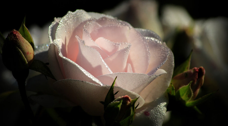 light pink rose