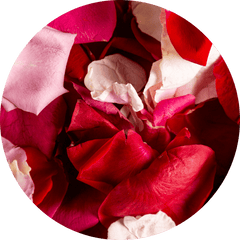 How To Harvest And Dry Rose Petals and Rose Buds - DIY