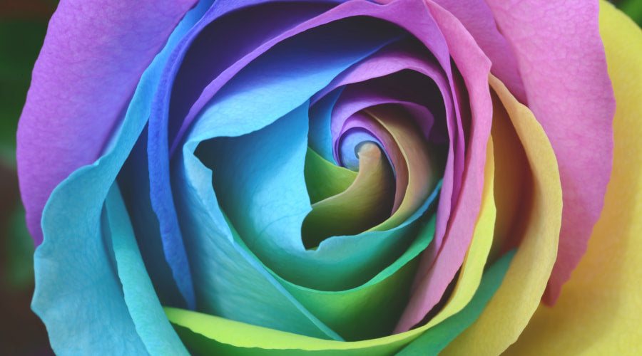 How did rainbow roses come about