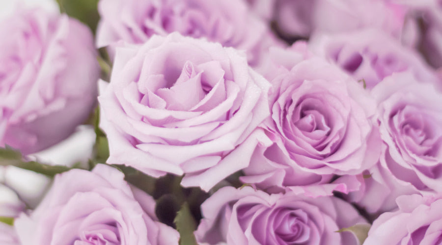 lavender roses
