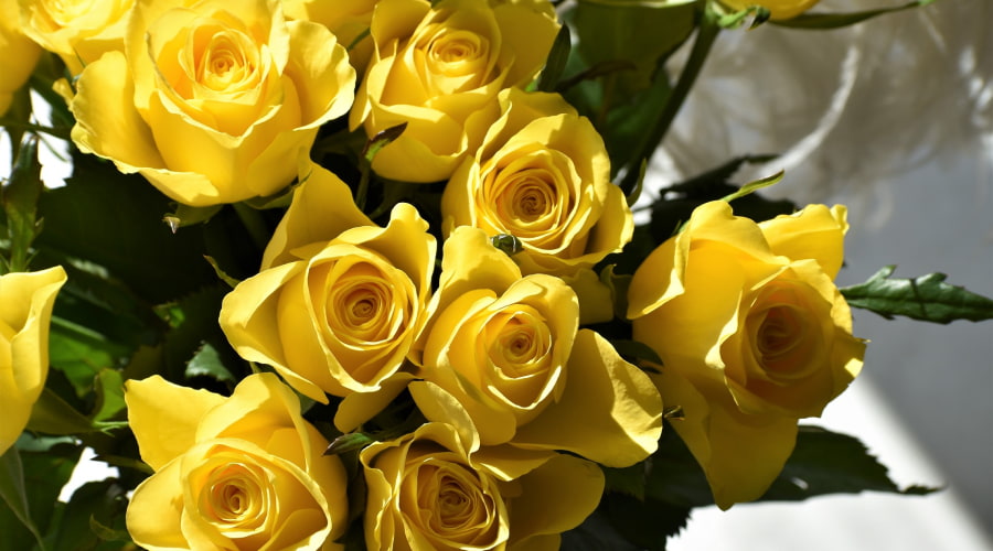 Yellow Roses Are The Best Way To Say “Thank You” – Rosaholics