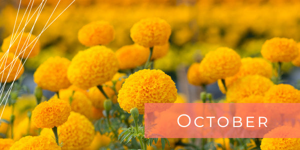 Flowers for October Marigold