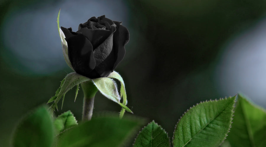 how to get black roses