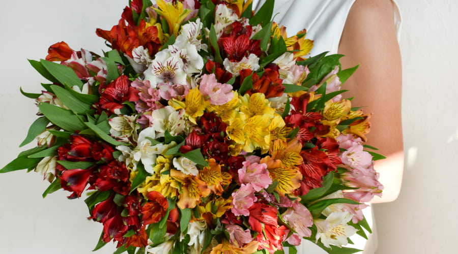 Alstroemeria Colors