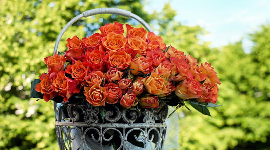 orange roses bouquet