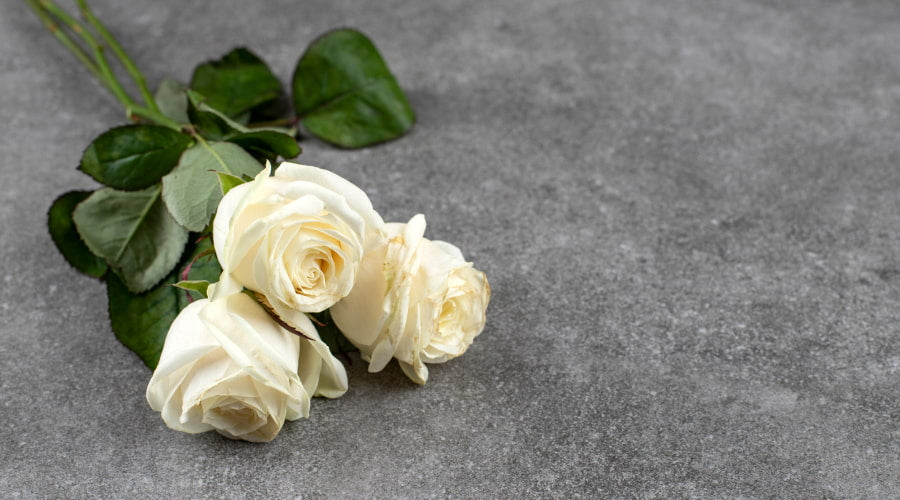 meaning of white roses in the USA