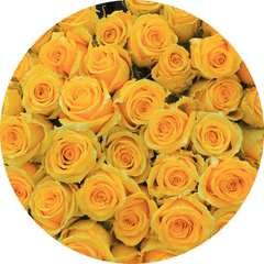 Yellow Roses