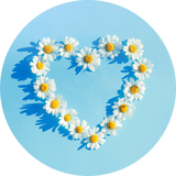 Daisy Flower Meaning and Symbolism – Rosaholics