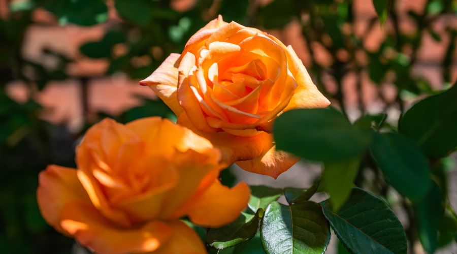 two peach roses