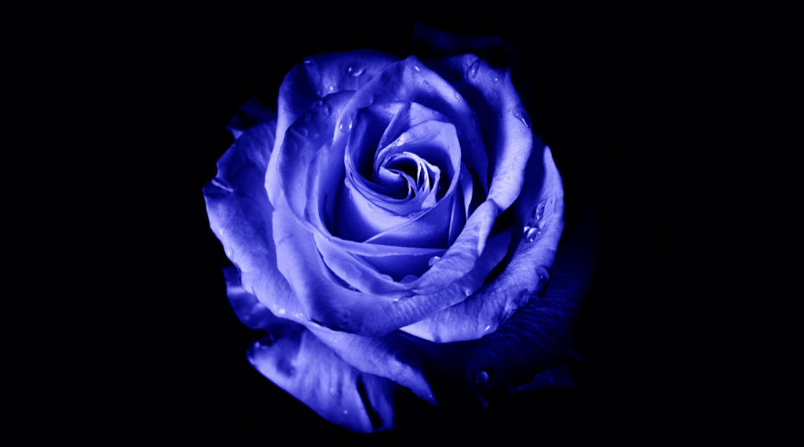 Blue rose