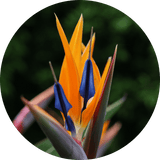 Strelitzia