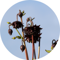 Black Flowers: Types and Mystery Signs – Rosaholics