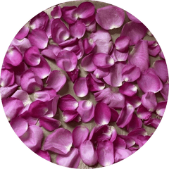 5 Best Dried Rose Petals Tea - DIY Rose Petal Tea – VedaOils