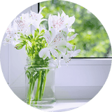 Place the Alstroemeria in a Bright Place