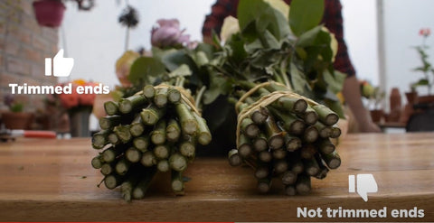 freshly trimmed roses stems