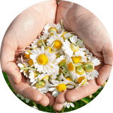 Daisy Facts, History, & Symbolism