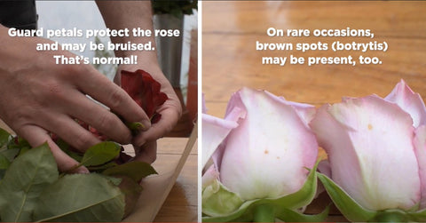 Person removing damaged petals