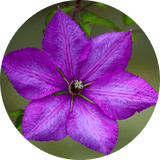 clematis