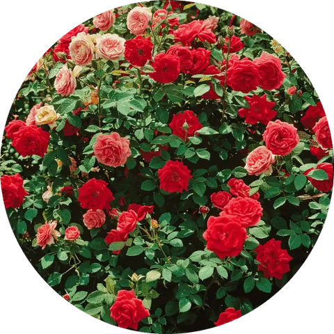 groundcover-roses