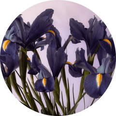 irises