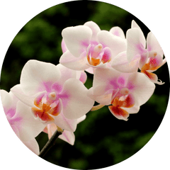 Orchids