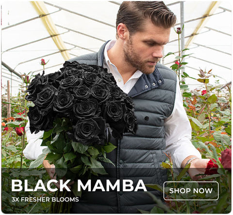What Is The Meaning Of Black Roses? – Rosaholics