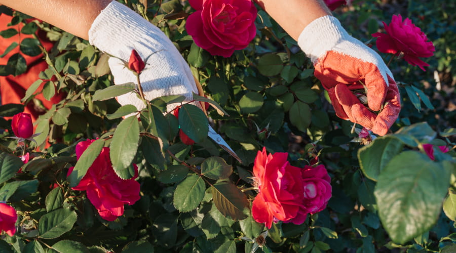 How Were The Different Types Of Roses Bred?