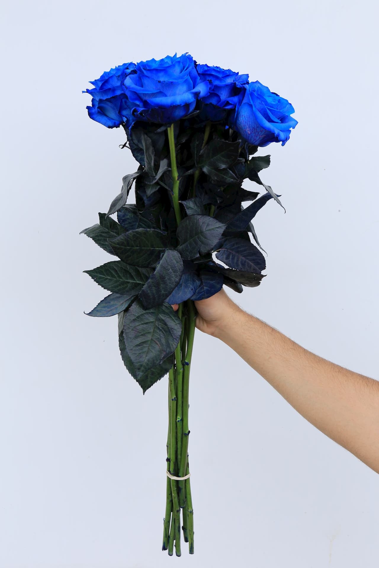 Blue Roses: Meaning and Pictures