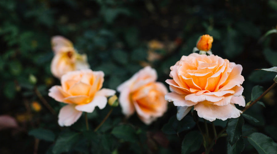 Peach Roses