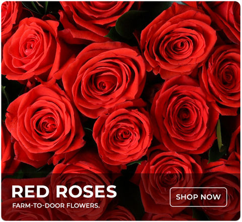 Rose Colors Meaning: 8 Main Colors of Flowers – Rosaholics