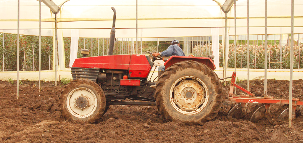 A red tractor tilling soil inside a large greenhouse with roses