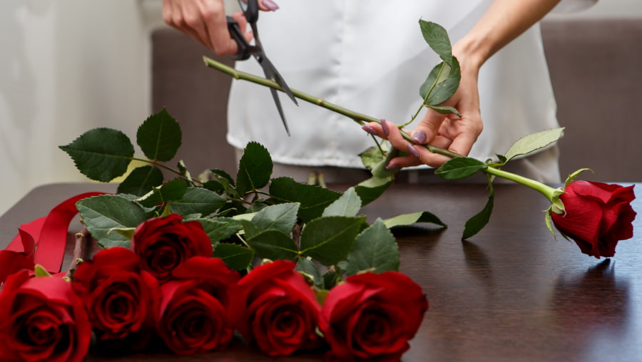 Trimming stems of red roses on a table