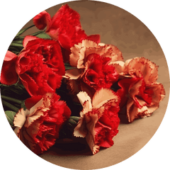 Carnations