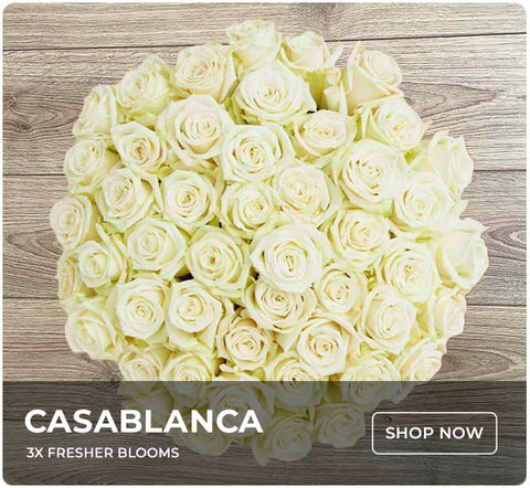 Christmas Pure White Roses - Casablanca bouquet