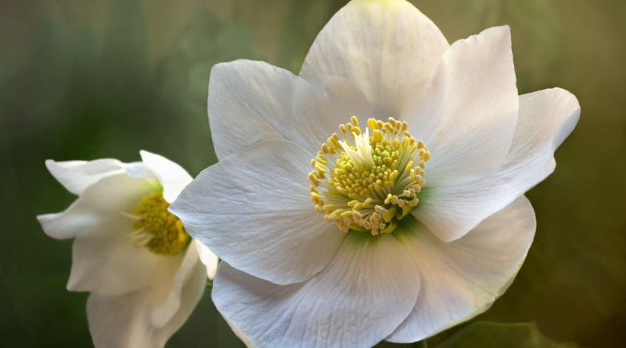 Christmas Rose Symbol