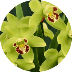 Cymbidium orchid