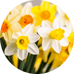 yellow daffodils