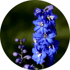 Delphinium