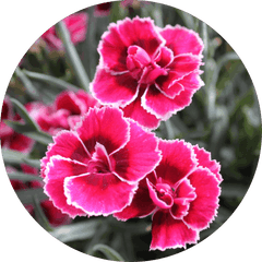 Dianthus