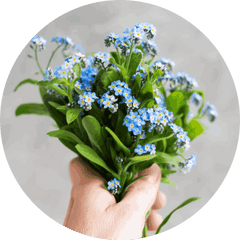 Forget-Me-Nots