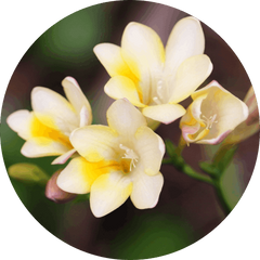 Freesia