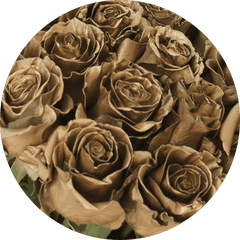 Gold-Dipped Roses