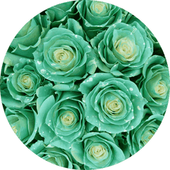 green roses